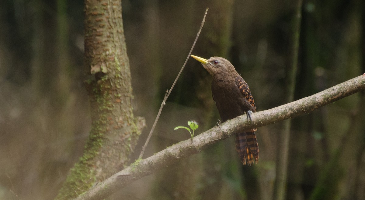 Bay Woodpecker - ML465700891