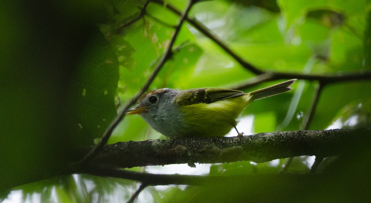 Chestnut-crowned Warbler - ML465700971