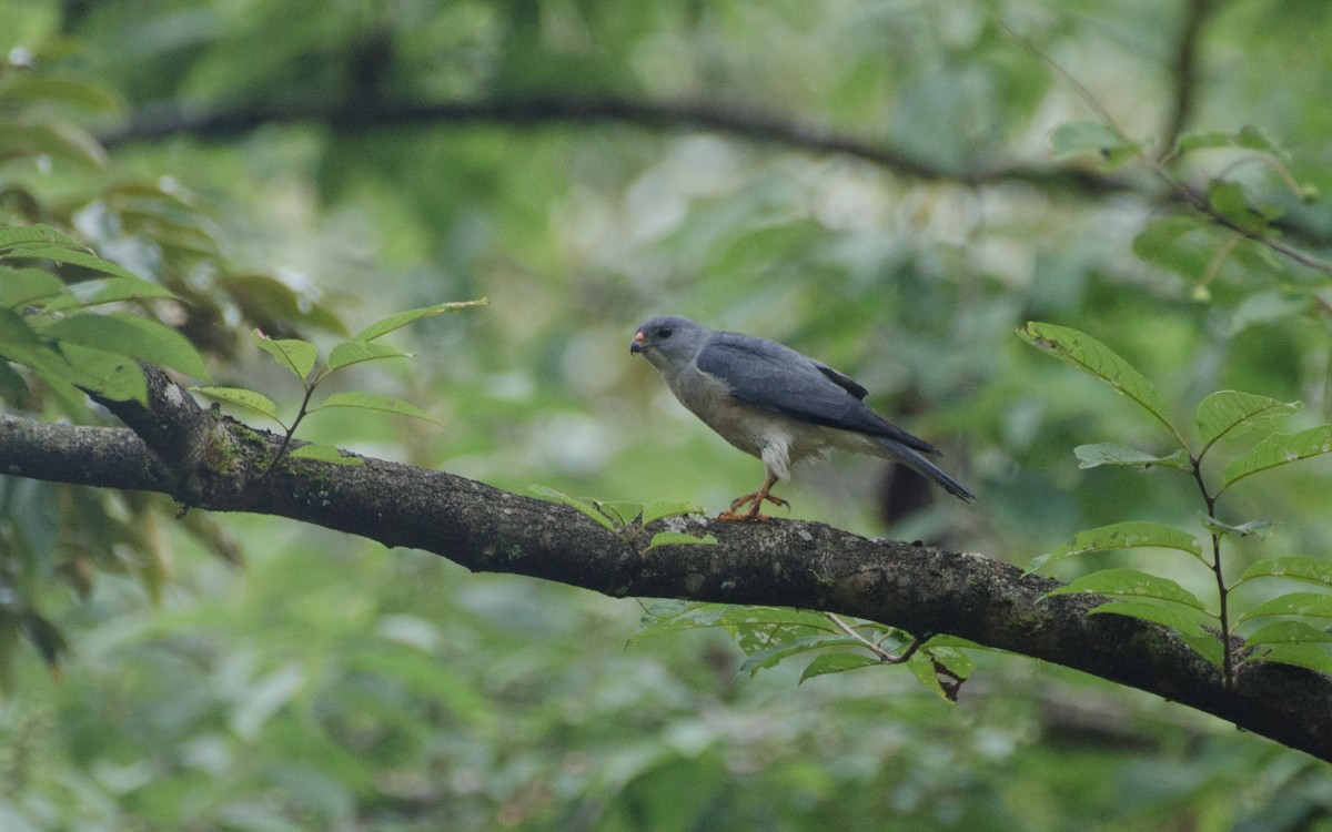 Chinese Sparrowhawk - ML465701041