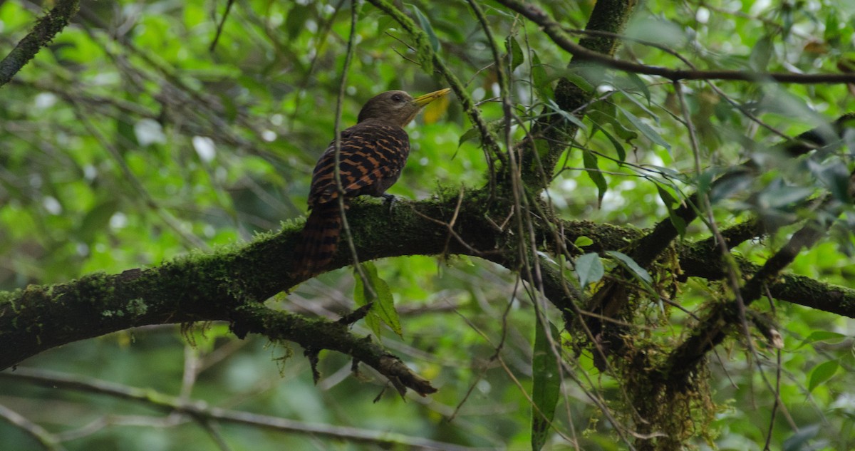 Bay Woodpecker - ML465701101