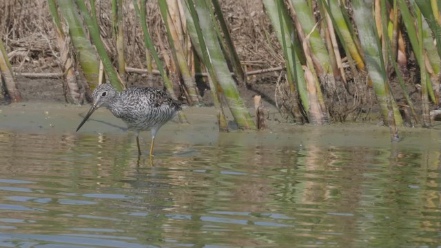 Greater Yellowlegs - ML465701301