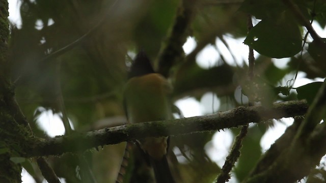 King-of-Saxony Bird-of-Paradise - ML465702