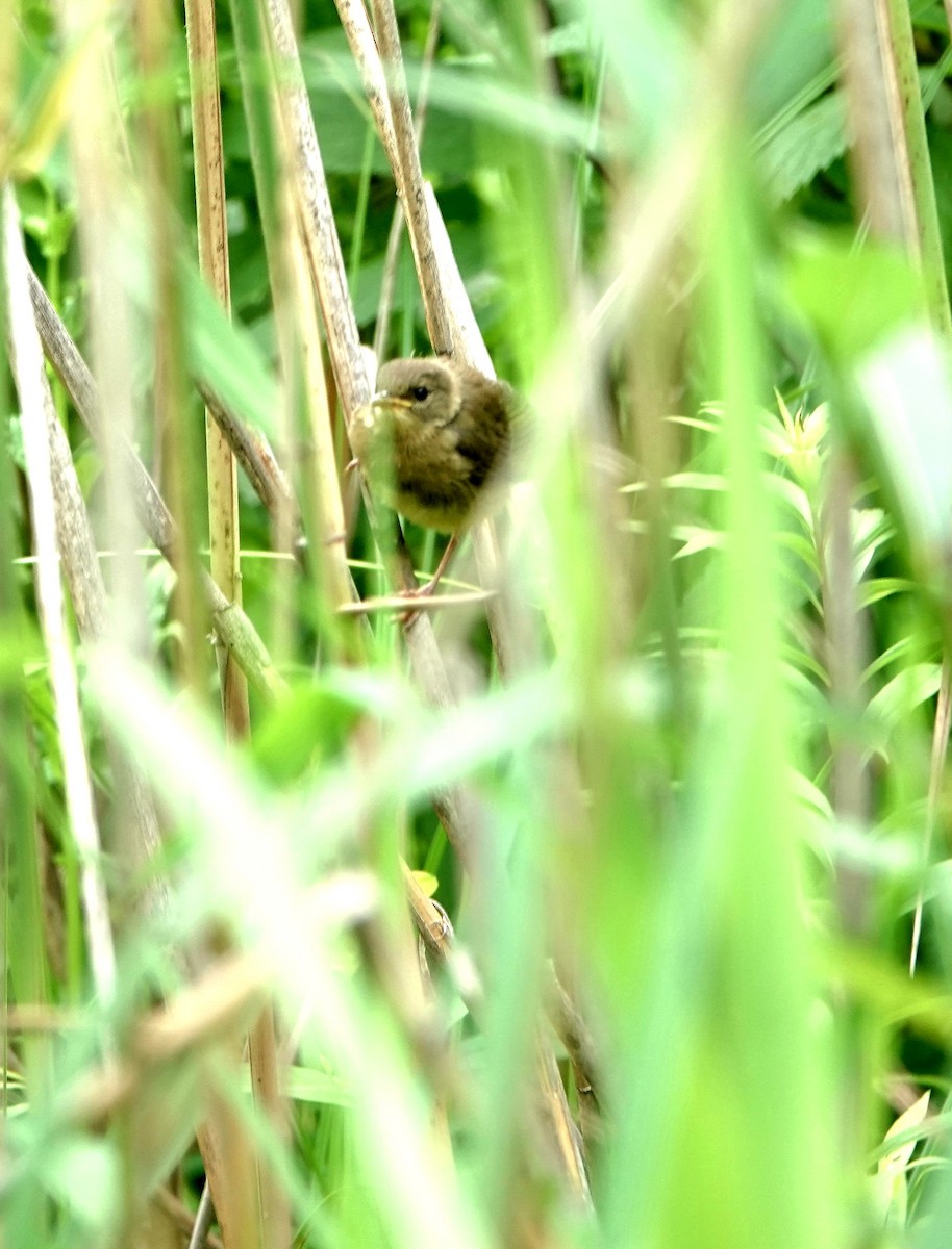 Common Yellowthroat - ML465702971