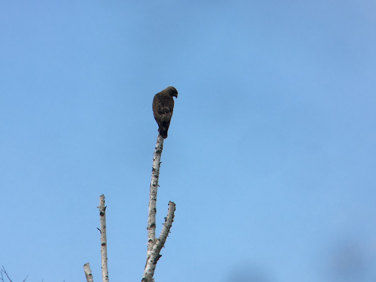 Broad-winged Hawk - ML465702981