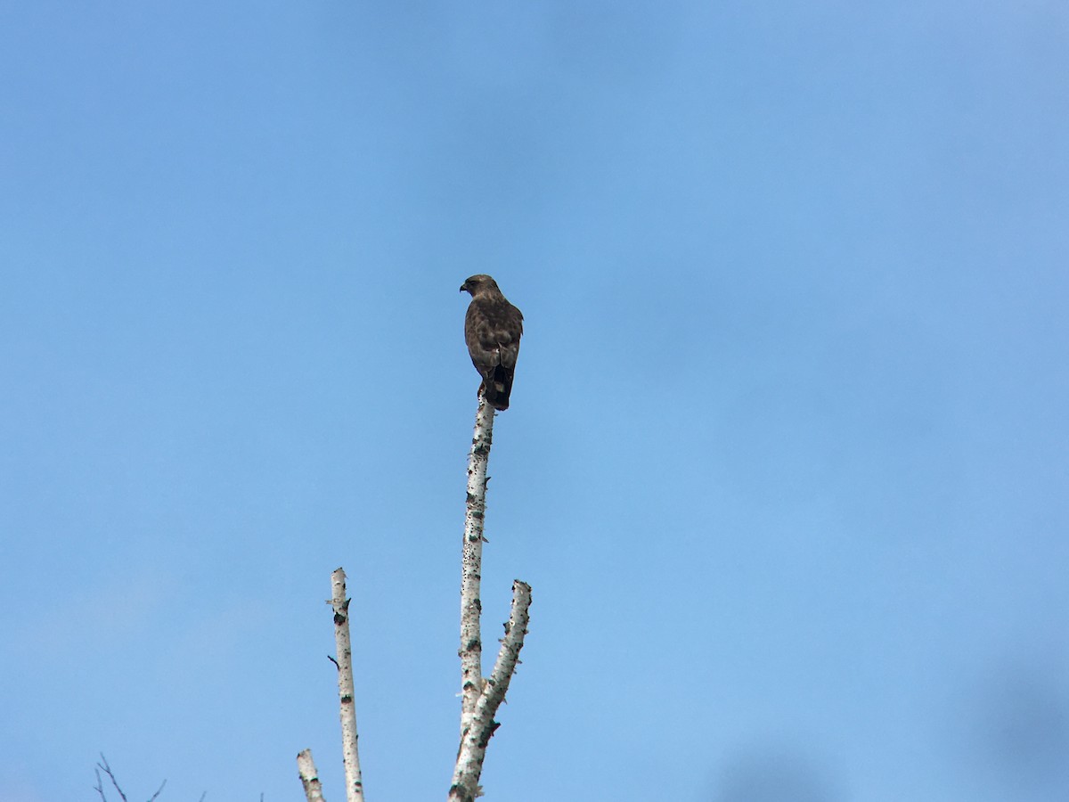 Broad-winged Hawk - ML465702991