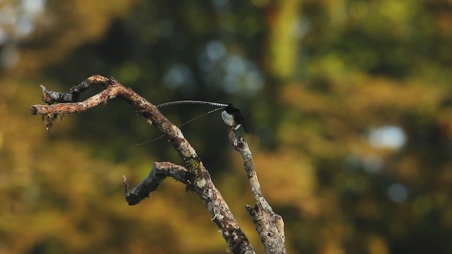 King-of-Saxony Bird-of-Paradise - ML465703