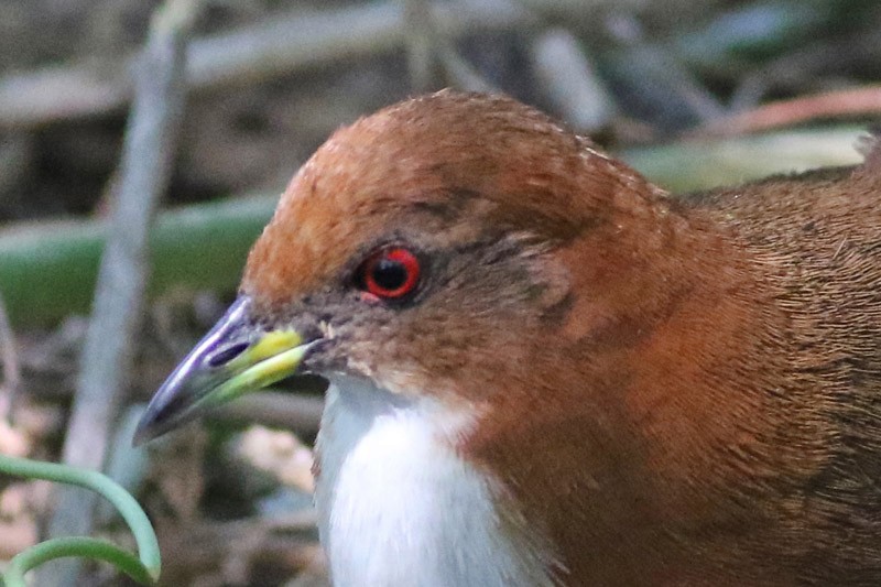 Red-and-white Crake - ML46570431