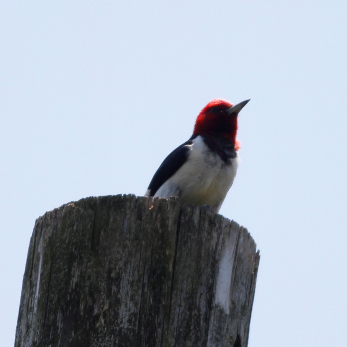 Red-headed Woodpecker - ML465704931