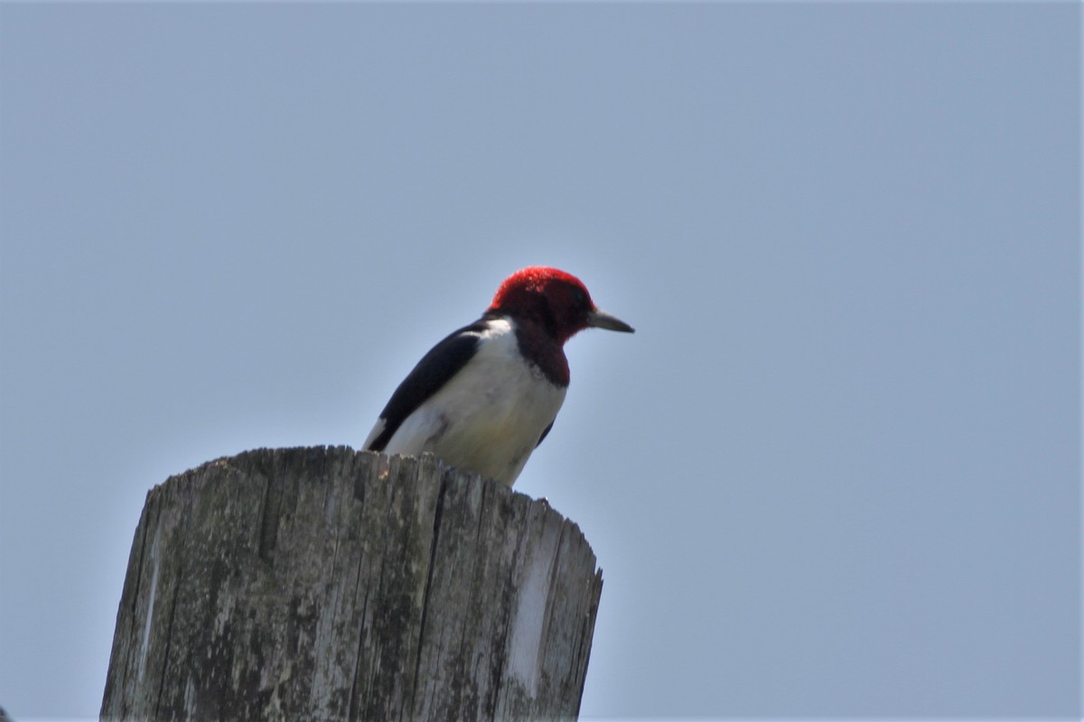 Red-headed Woodpecker - ML465704941