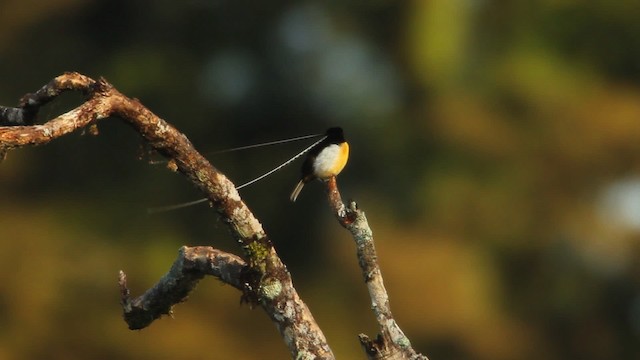 King-of-Saxony Bird-of-Paradise - ML465705