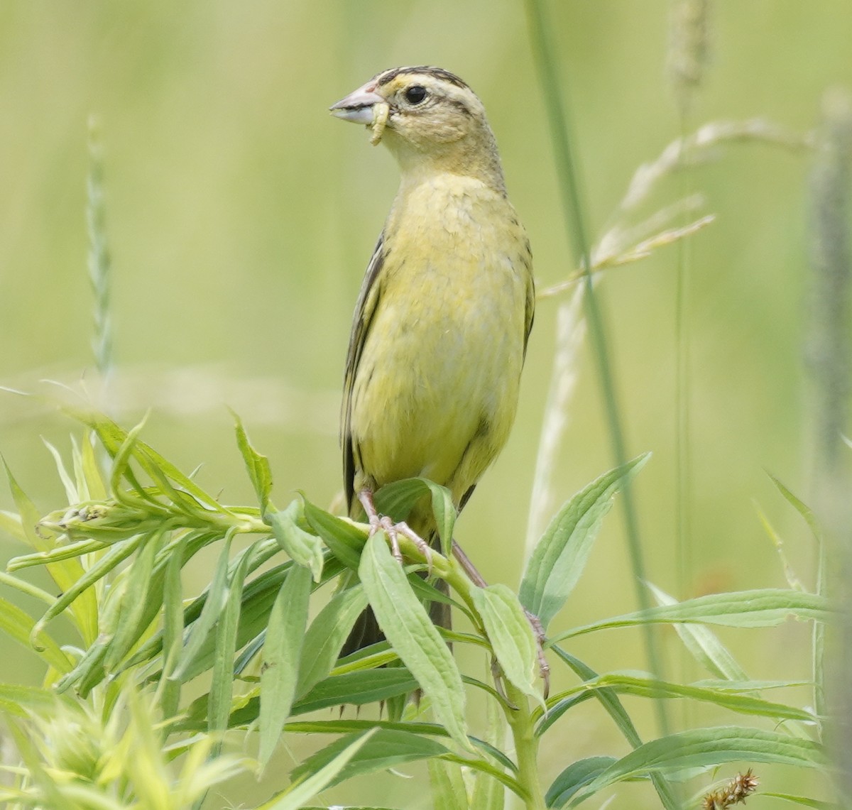 bobolink americký - ML465705621