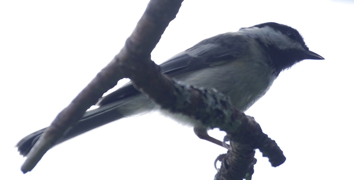 Mésange à tête noire - ML465705731