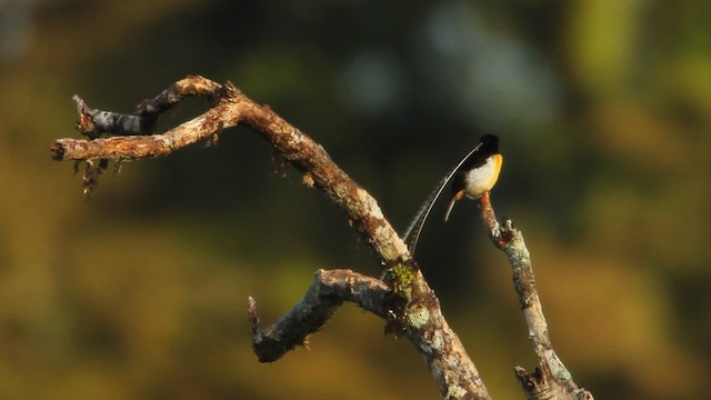 King-of-Saxony Bird-of-Paradise - ML465706