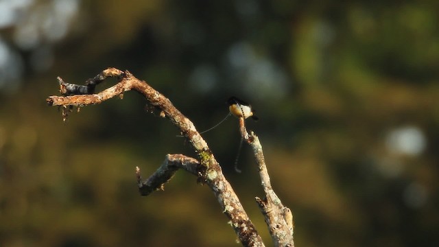 King-of-Saxony Bird-of-Paradise - ML465707