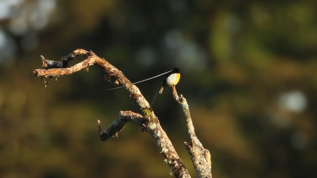 King-of-Saxony Bird-of-Paradise - ML465708