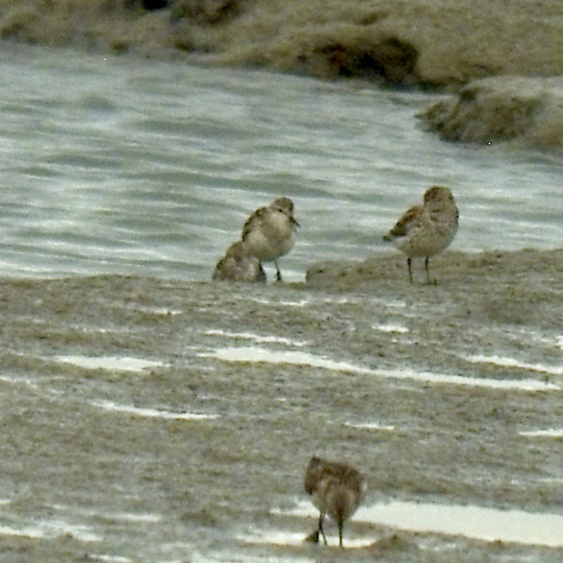 Semipalmated Sandpiper - ML465708801