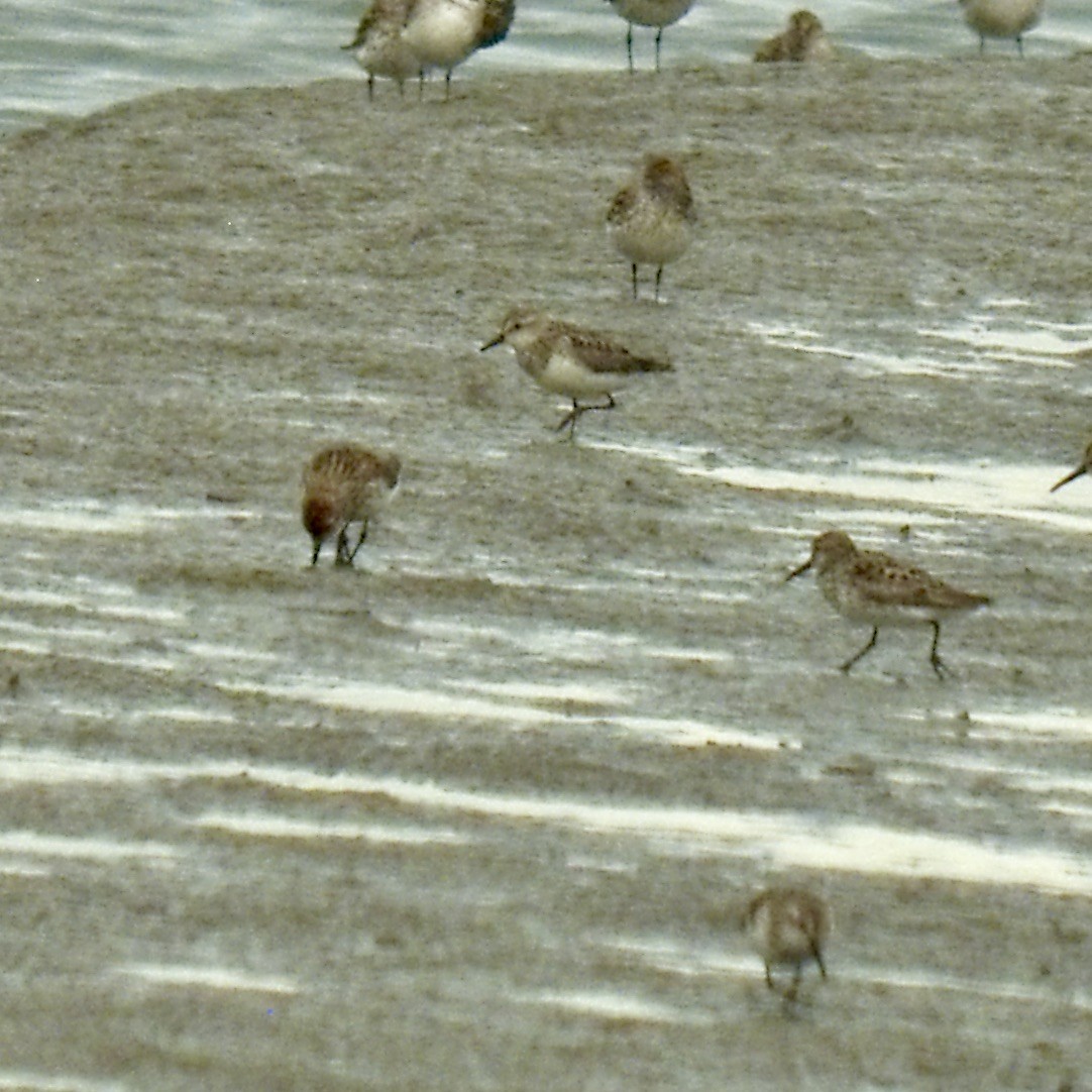 Semipalmated Sandpiper - ML465708811