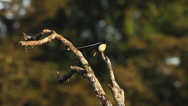 King-of-Saxony Bird-of-Paradise - ML465709