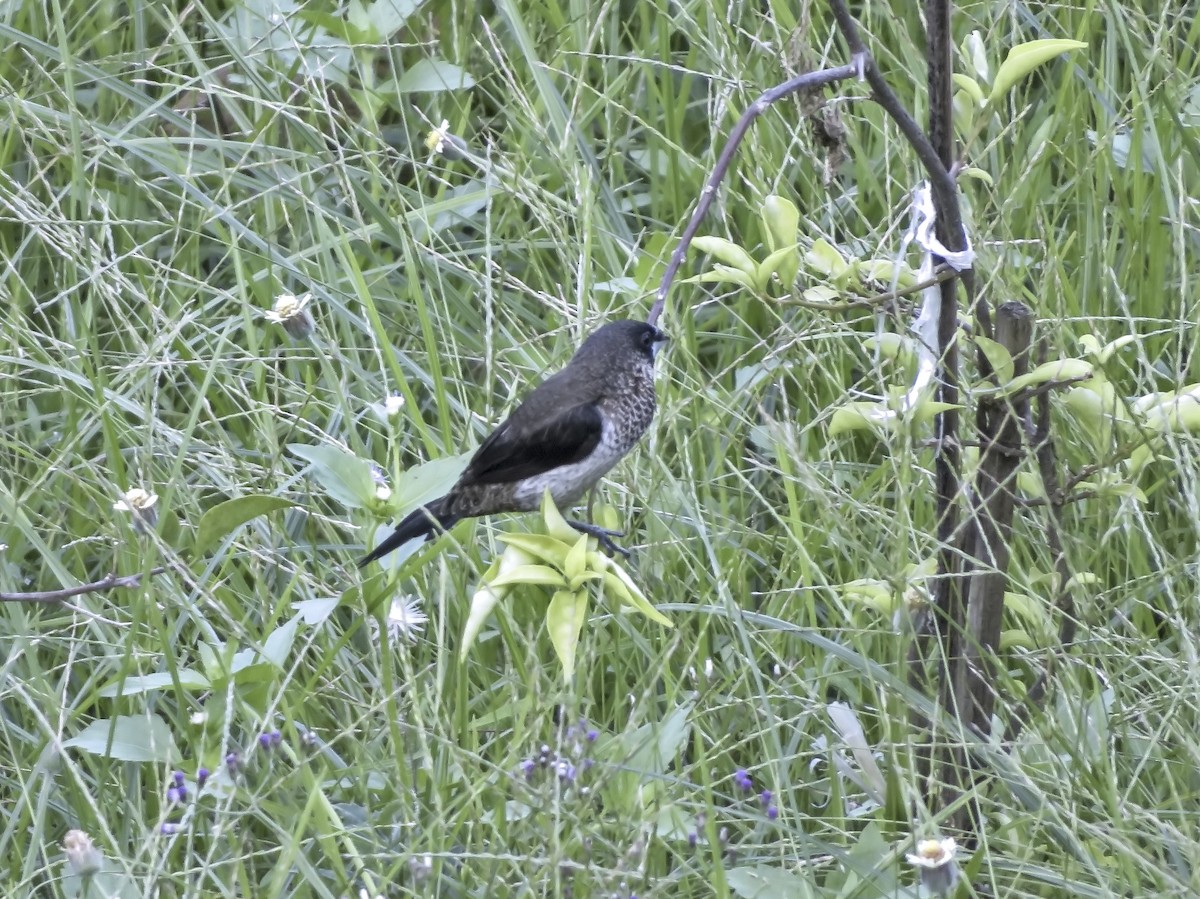 White-rumped Munia - ML465709291