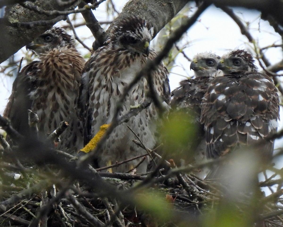 Cooper's Hawk - ML465709421