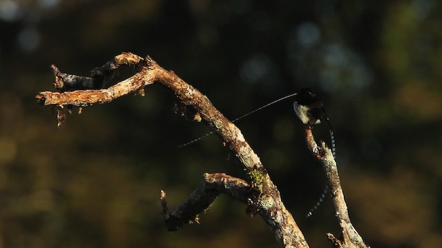 King-of-Saxony Bird-of-Paradise - ML465710