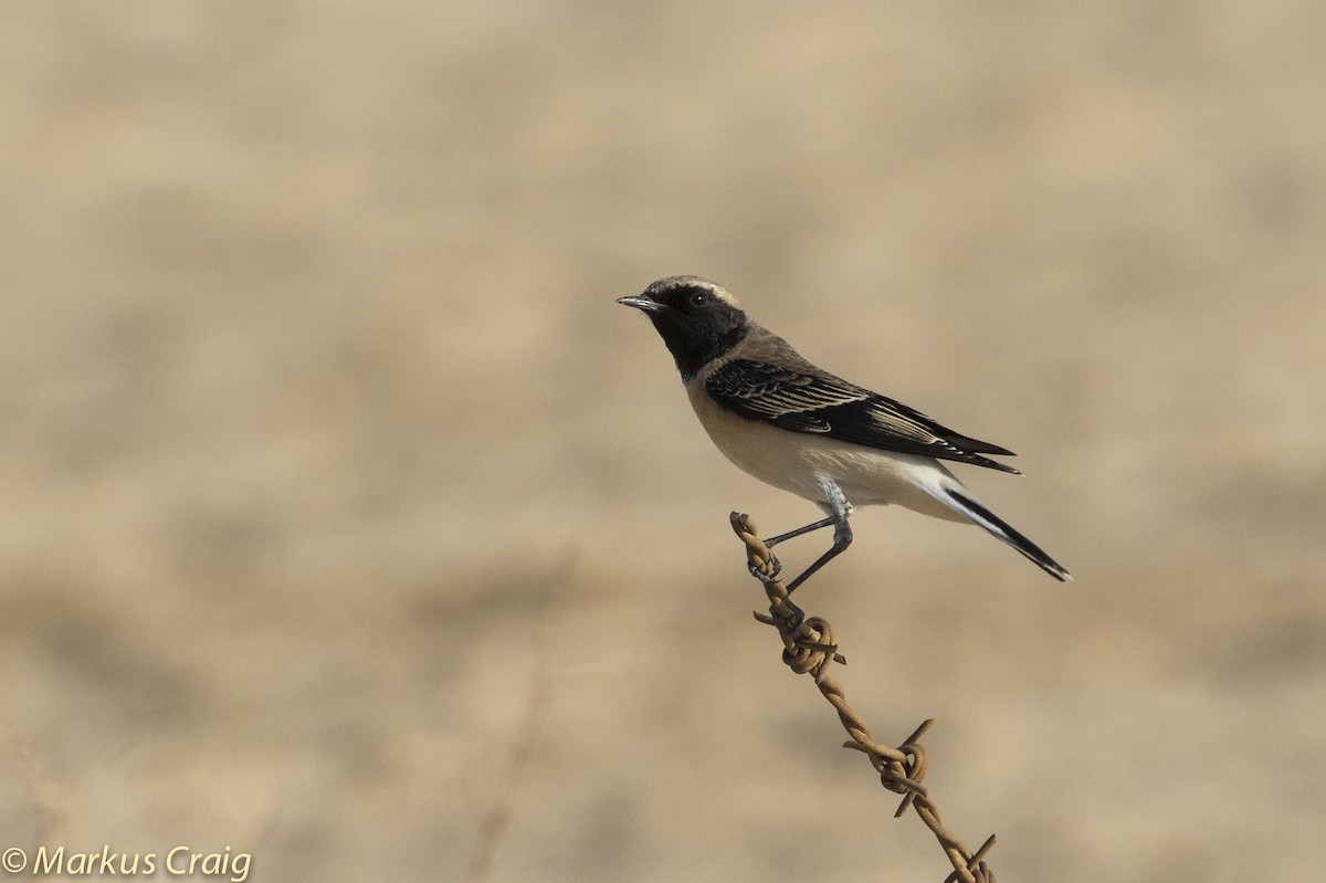 Eastern Black-eared Wheatear - ML46571061