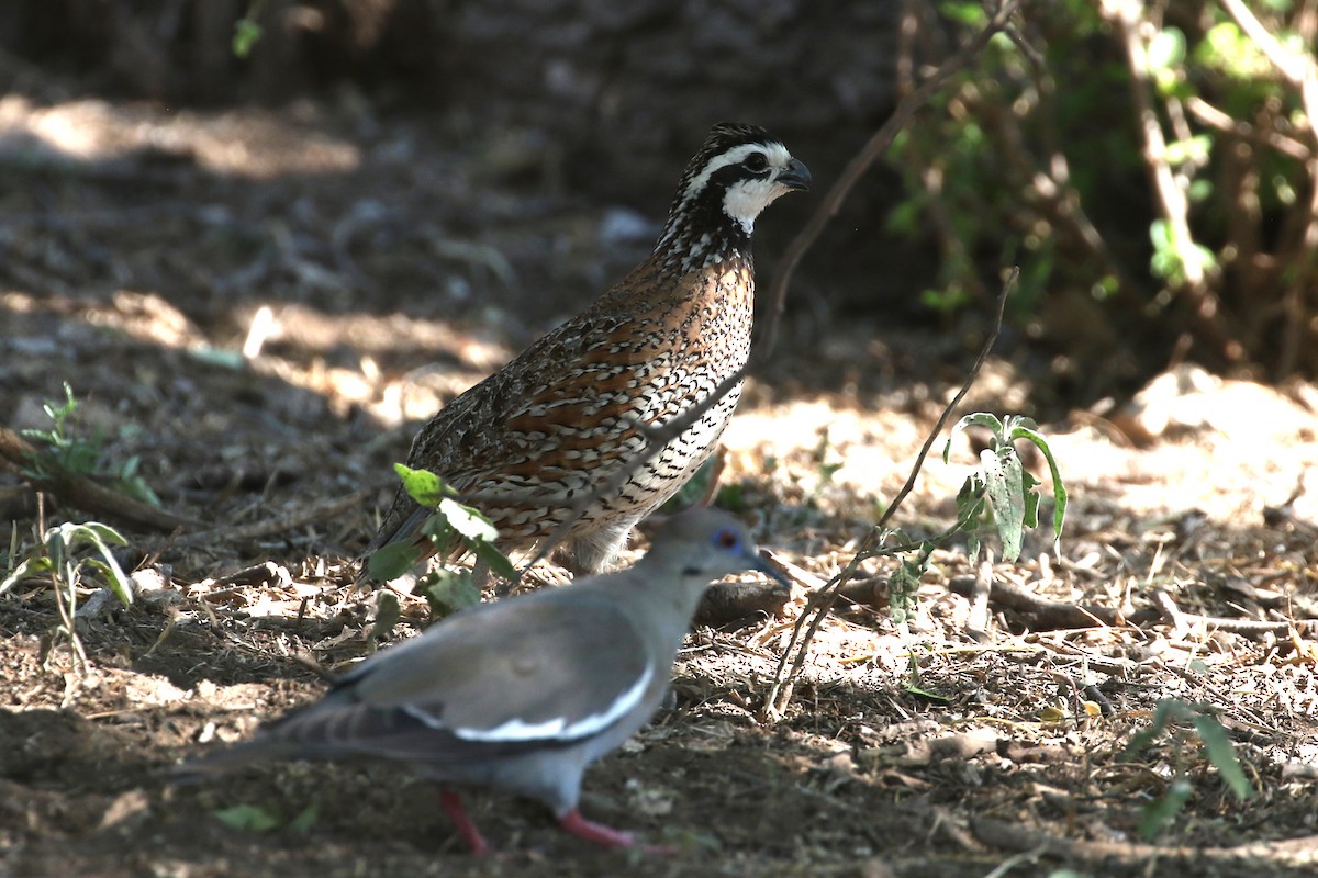 Northern Bobwhite - ML465710781