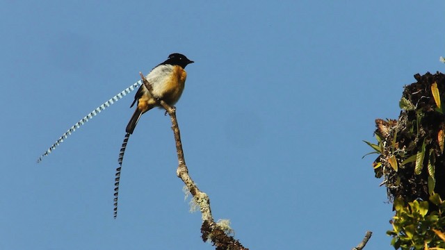 King-of-Saxony Bird-of-Paradise - ML465711