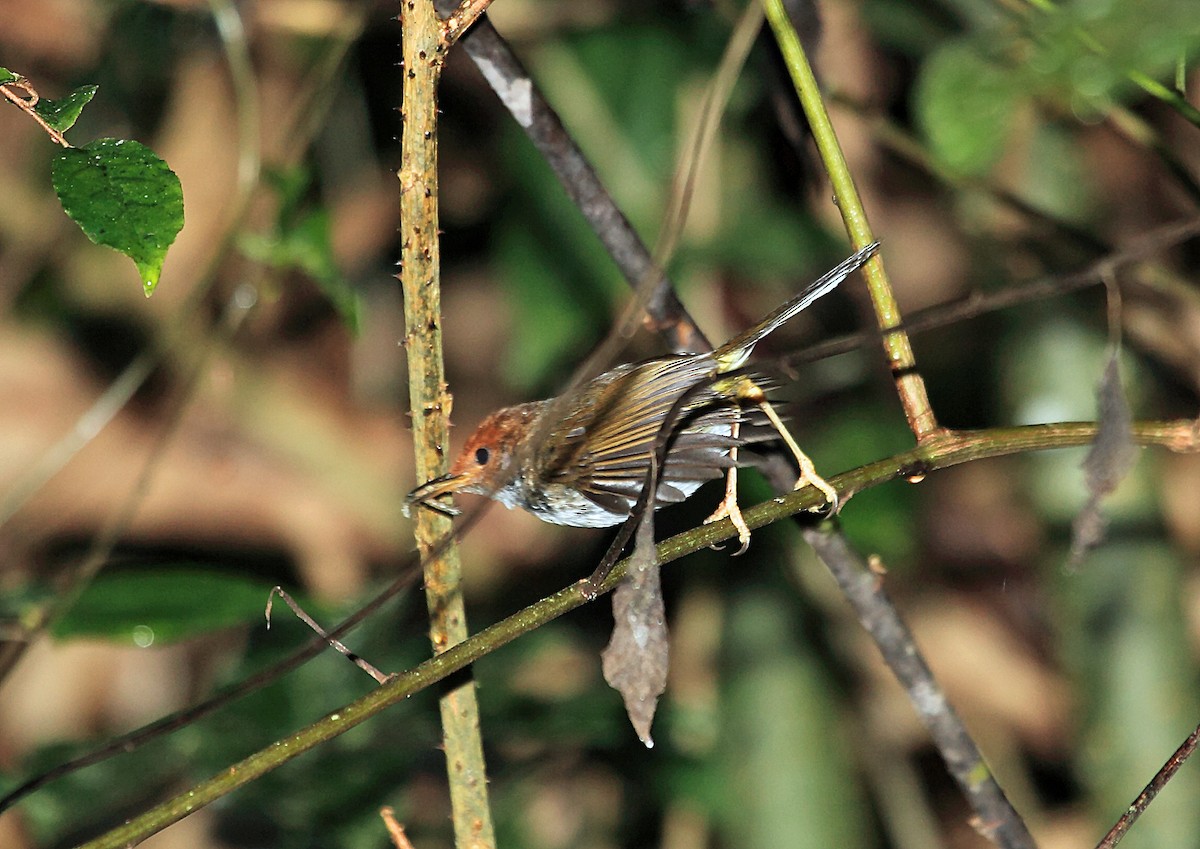 Mountain Tailorbird - Nigel Voaden