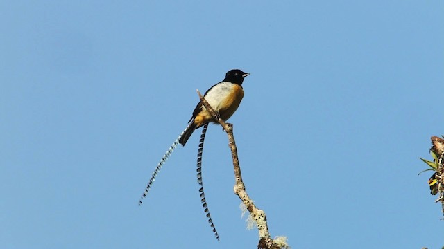 King-of-Saxony Bird-of-Paradise - ML465712