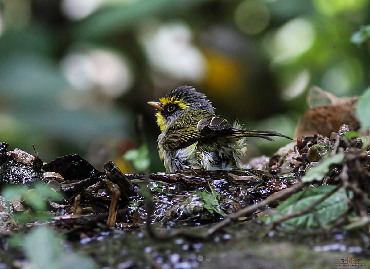 Black-faced Warbler - ML465712041