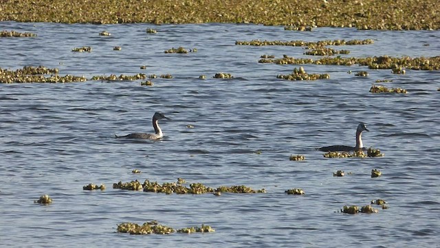 Great Grebe - ML465712761