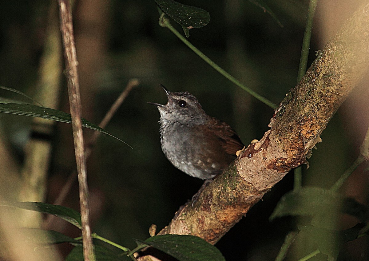 Sulawesi Bush Warbler - ML46571321