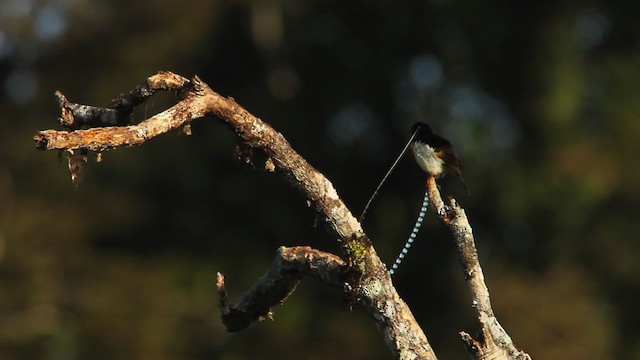 King-of-Saxony Bird-of-Paradise - ML465714