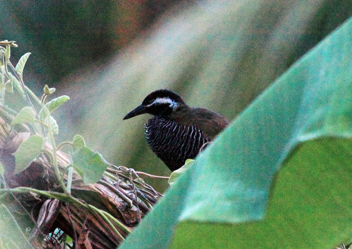 Barred Rail - ML46571421