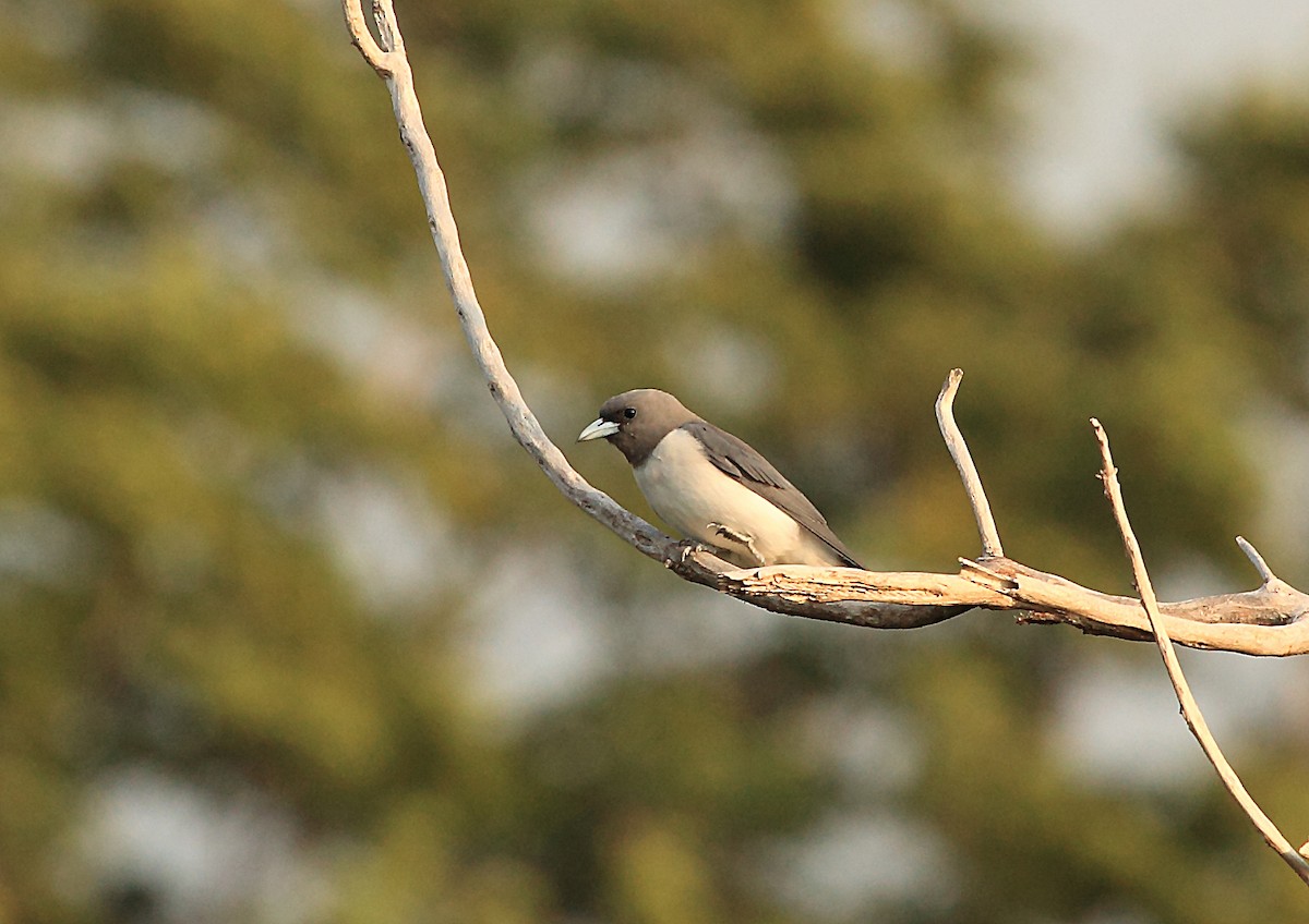 White-breasted Woodswallow - ML46571431