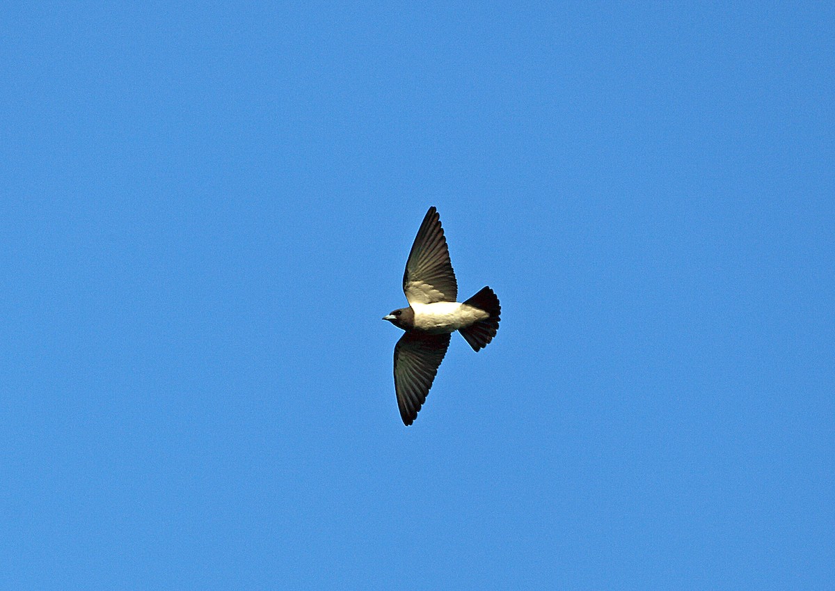 White-breasted Woodswallow - ML46571441