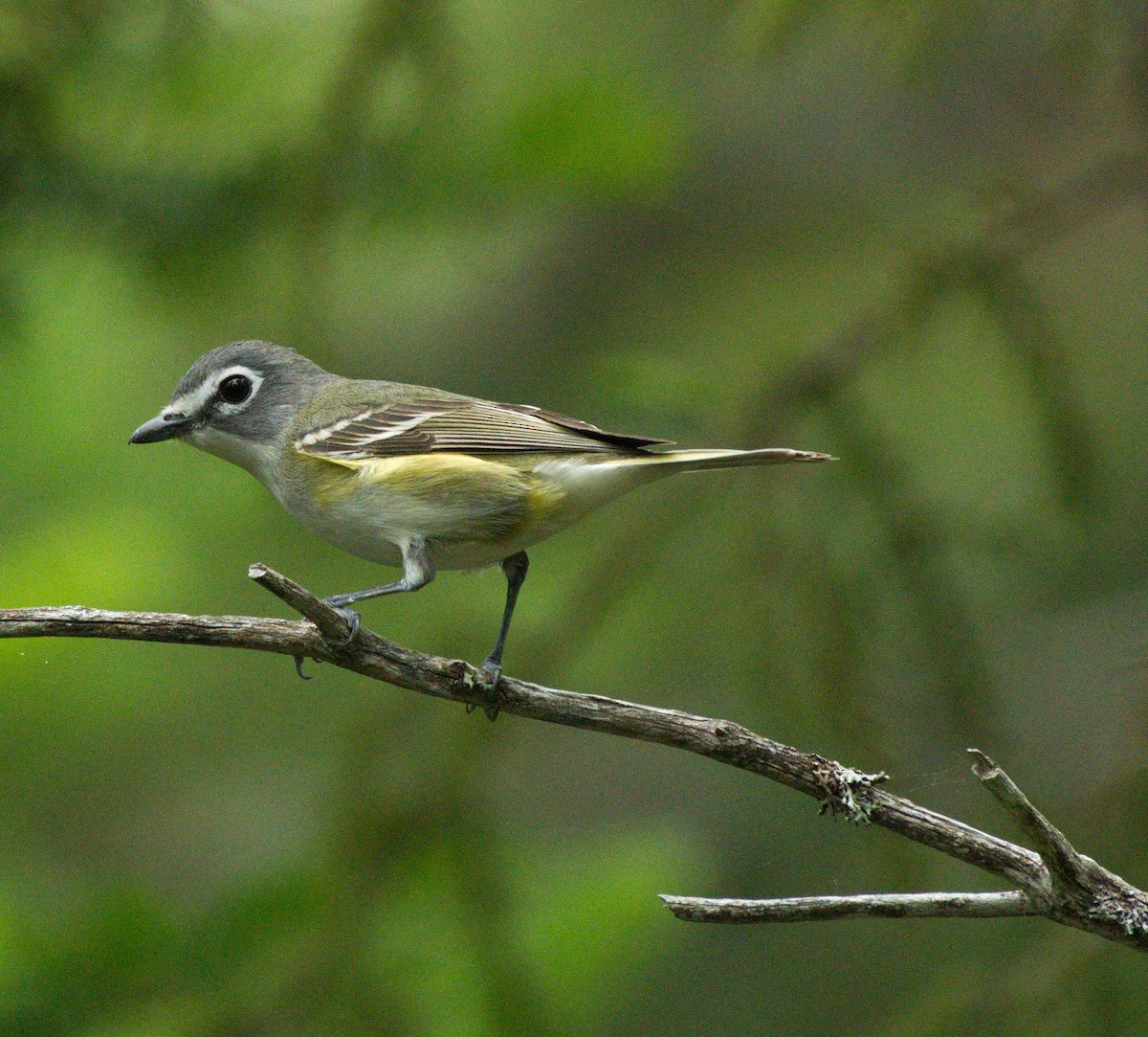 Blue-headed Vireo - ML465714611