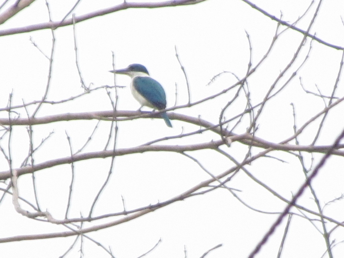 Collared Kingfisher - ML465714851