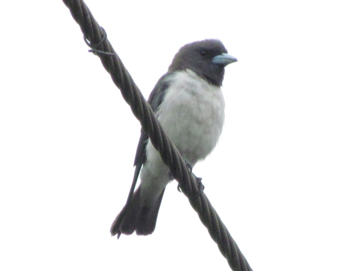 White-breasted Woodswallow - ML465714911