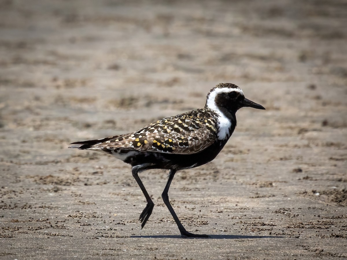 American Golden-Plover - Sean Sparrow