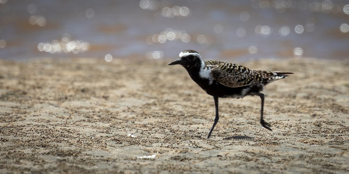 American Golden-Plover - Sean Sparrow