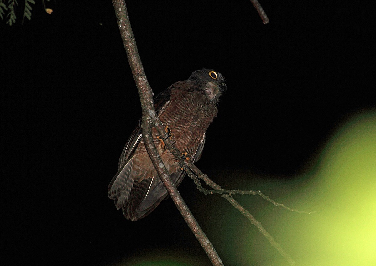 Halmahera Boobook - Nigel Voaden