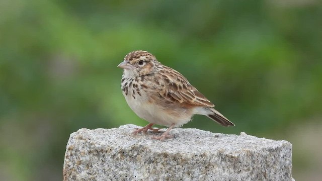 Indian Bushlark - ML465716101