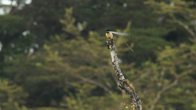 King-of-Saxony Bird-of-Paradise - ML465717