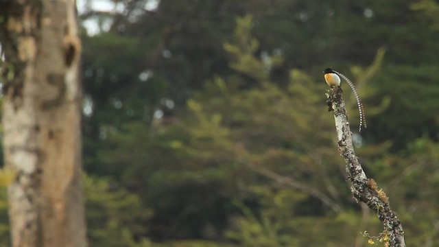 King-of-Saxony Bird-of-Paradise - ML465718