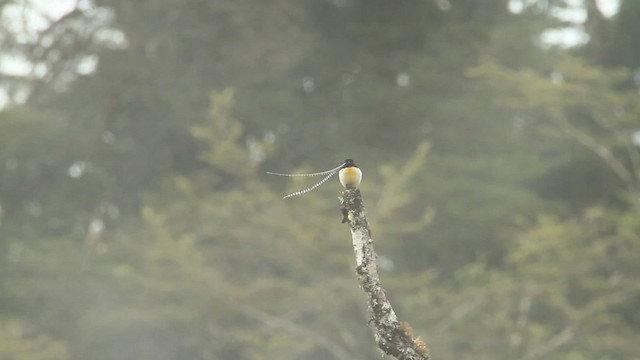 King-of-Saxony Bird-of-Paradise - ML465719