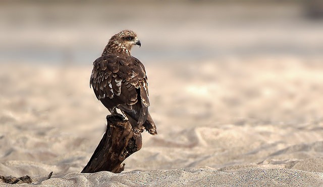 Black Kite - Santanu Chatterjee