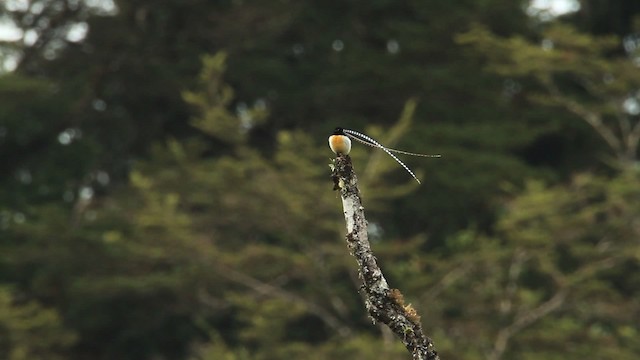 King-of-Saxony Bird-of-Paradise - ML465720