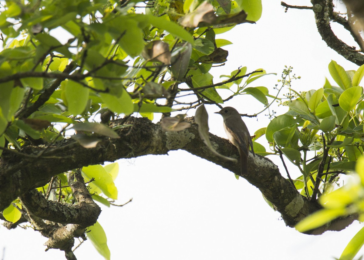 Rusty-tailed Flycatcher - ML46572001